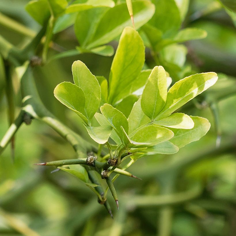 Poncirus trifoliata Flying Dragon - Citronnier tortueux (Feuillage)