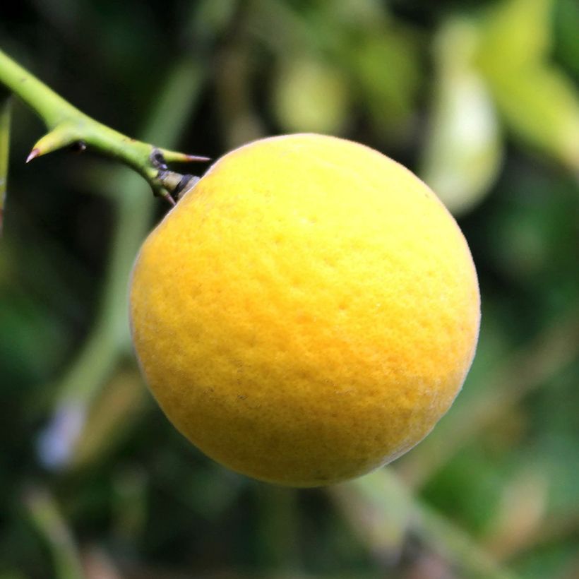 Poncirus trifoliata Flying Dragon - Citronnier tortueux (Récolte)