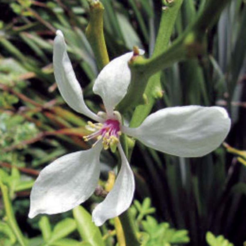 Poncirus trifoliata - Citronnier épineux (Floraison)