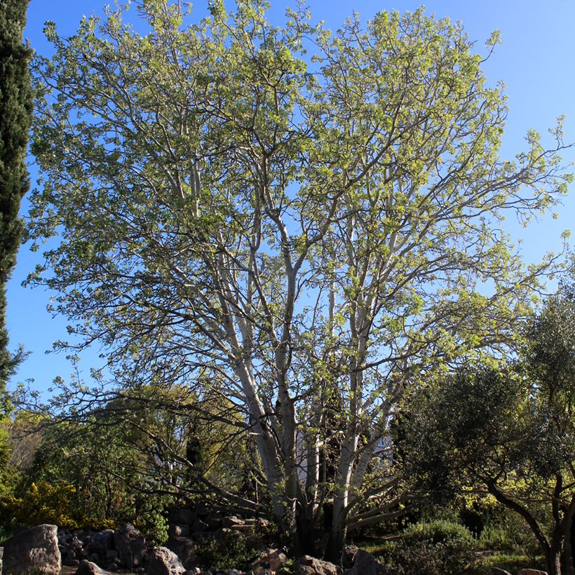 Populus alba - Peuplier blanc, de Hollande (Port)