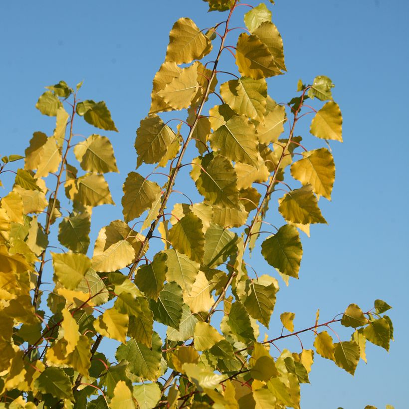 Populus x canadensis Serotina Aurea - Peuplier euraméricain (Feuillage)