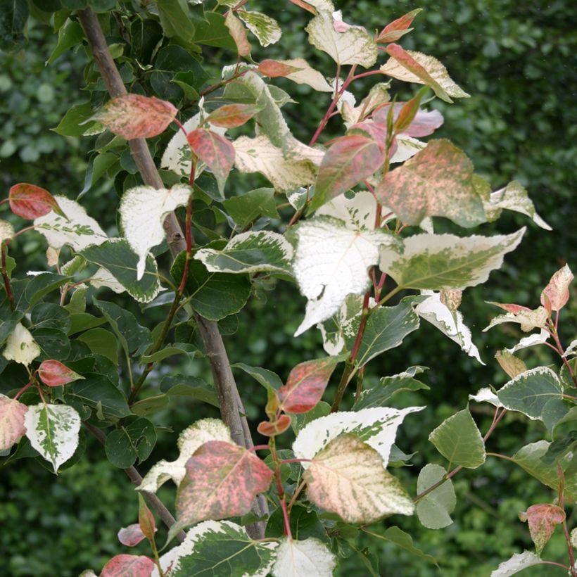 Populus x candicans Aurora - Peuplier panaché (Feuillage)