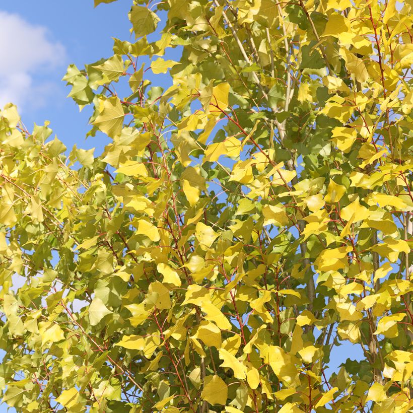 Populus nigra Lombardy Gold - Peuplier noir (Feuillage)