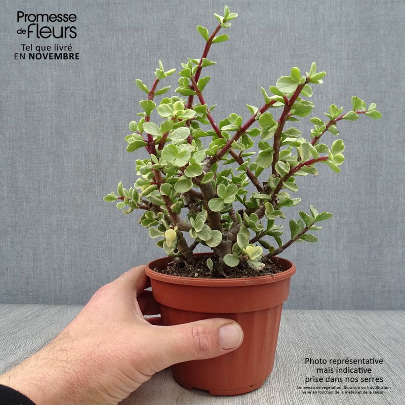 Spécimen de Portulacaria afra Variegata Pot de 13 cm tel que livré en automne