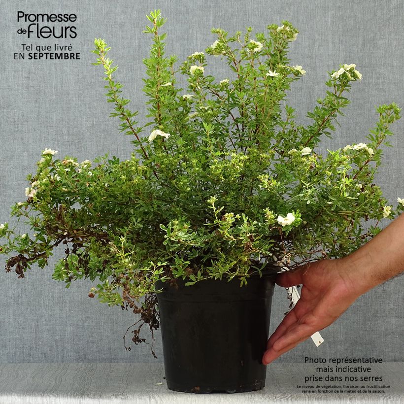 Spécimen de Potentilla fruticosa Double Punch Pastel - Potentille arbustive Pot de 3L/4L tel que livré en automne