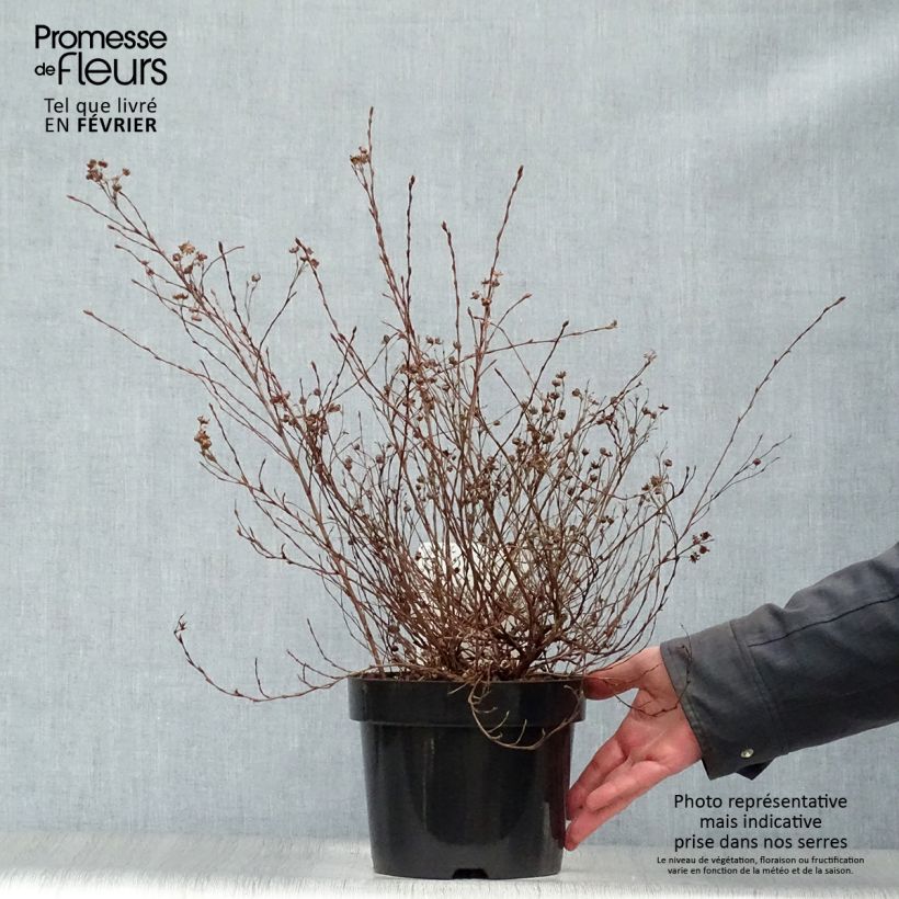 Spécimen de Potentilla fructicosa Glamour Girl - Potentille arbustive Pot de 2L/3L tel que livré en hiver