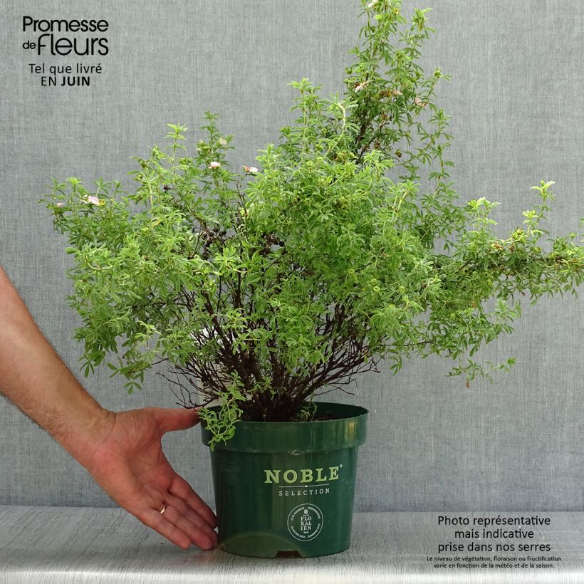 Spécimen de Potentilla fruticosa Bellissima - Potentille arbustive tel que livré en été