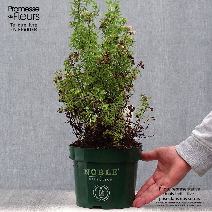 Spécimen de Potentilla fruticosa Bellissima - Potentille arbustive Pot de 2L/3L tel que livré en automne