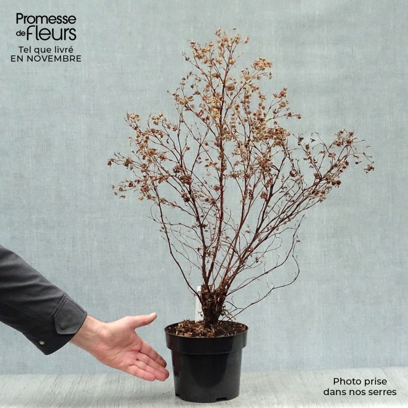 Spécimen de Potentilla fruticosa Goldfinger - Potentille arbustive 30cm en pot de 3/4L tel que livré en automne