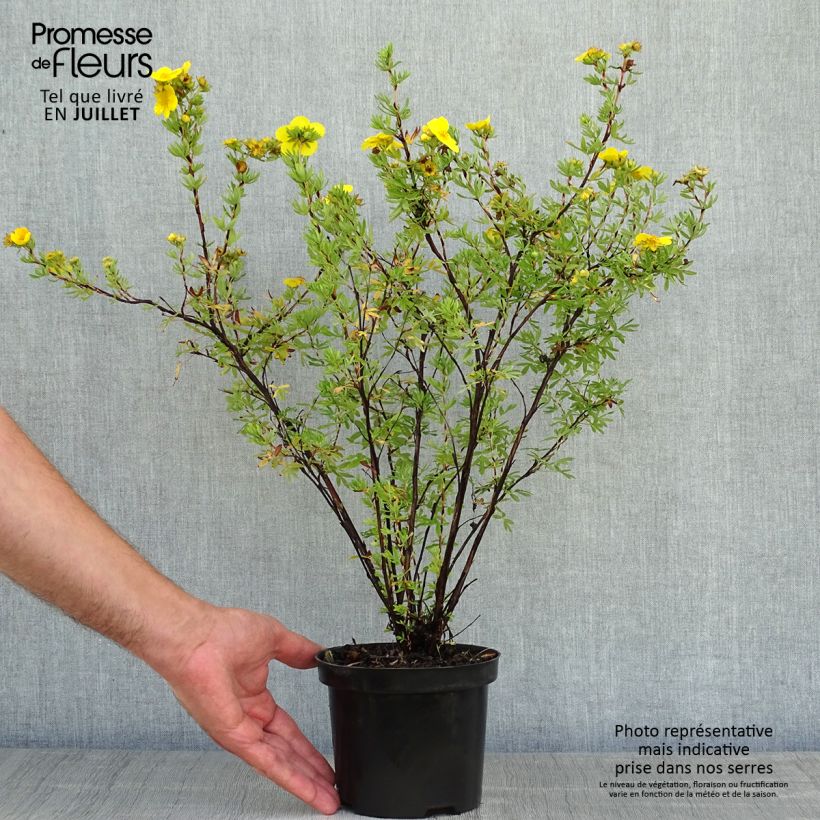 Spécimen de Potentilla fruticosa Goldfinger - Potentille arbustive  tel que livré en été
