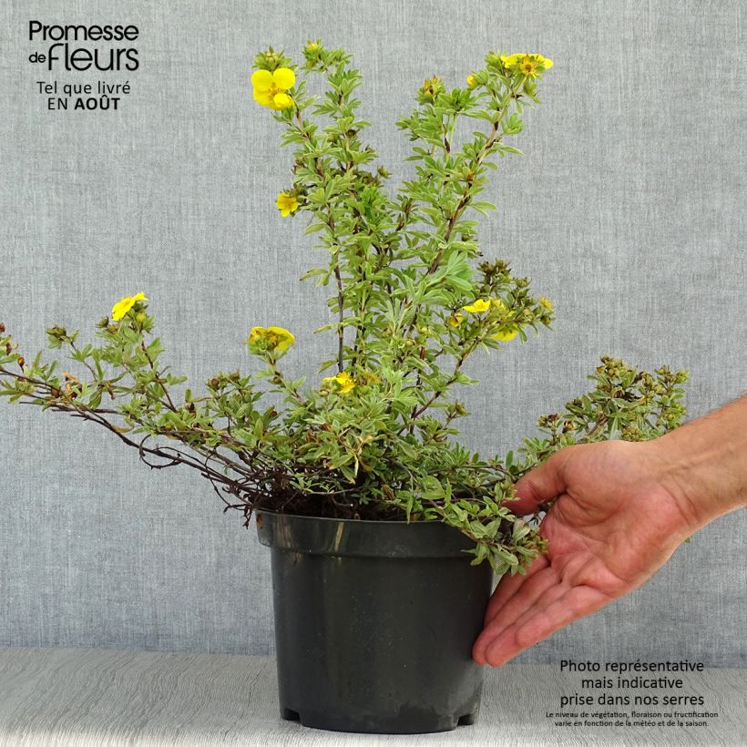 Spécimen de Potentilla fruticosa Goldteppich - Potentille arbustive  tel que livré en été