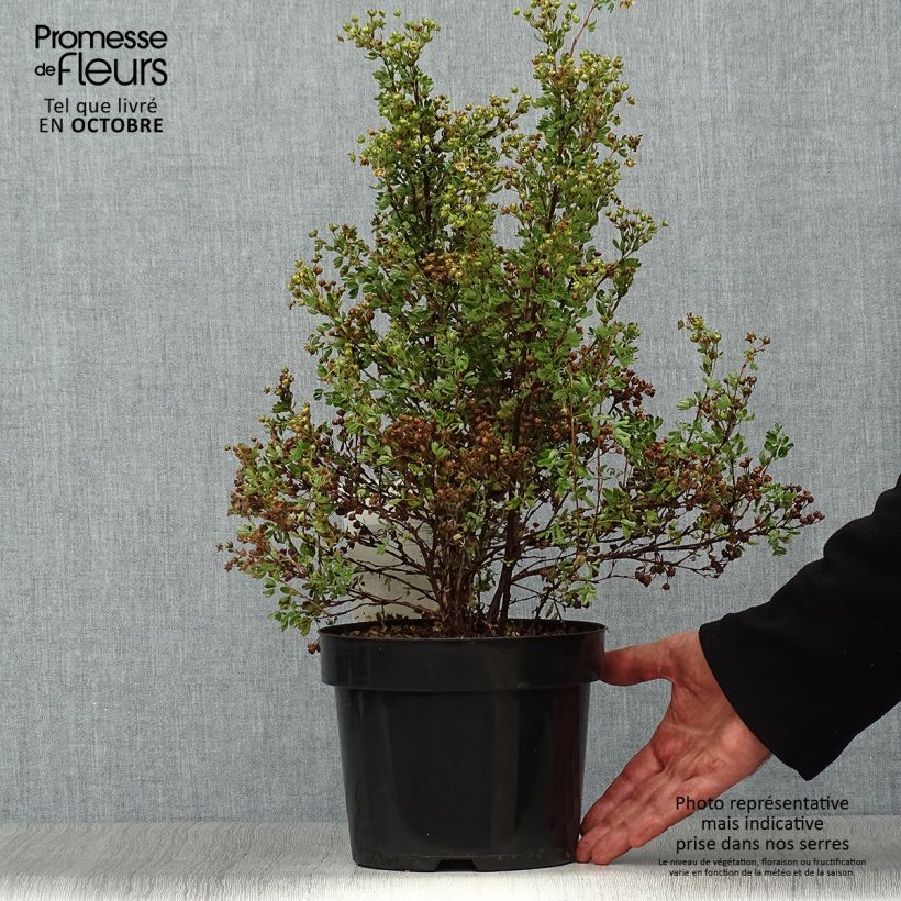 Spécimen de Potentilla fruticosa Lemon Meringue- Potentille arbustive tel que livré en automne