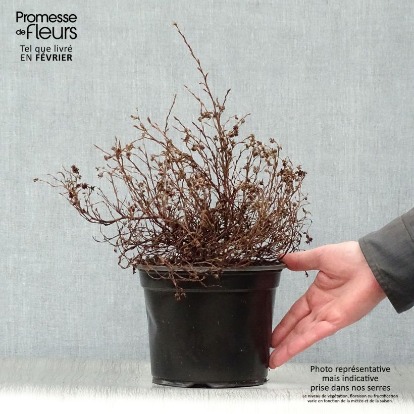 Spécimen de Potentilla fruticosa Marian Red Robin - Potentille arbustive Pot de 1.5L/2L tel que livré en hiver