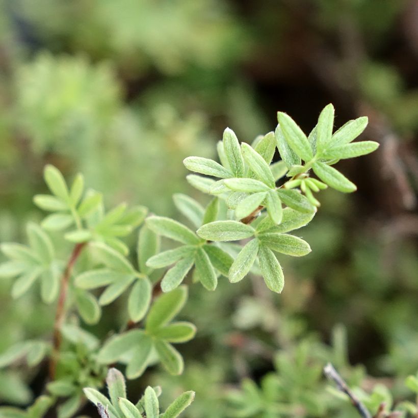 Potentilla fruticosa Tangerine - Potentille arbustive  (Feuillage)