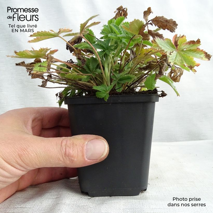 Spécimen de Potentilla recta sulphurea - Potentille dressée Godet de 8/9 cm tel que livré en hiver