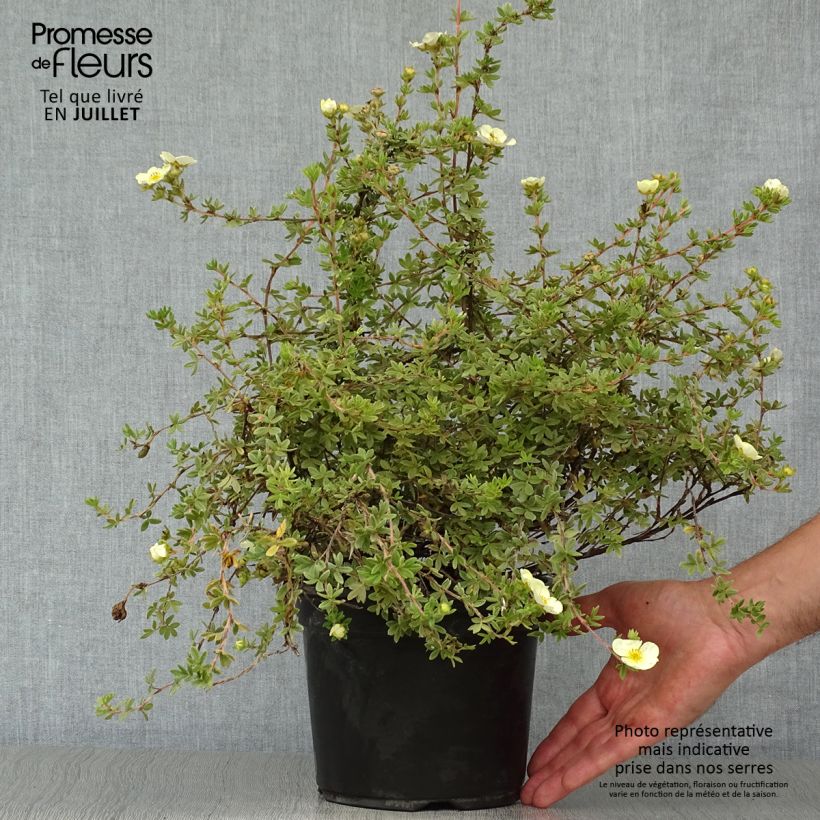Spécimen de Potentilla fruticosa Primrose Beauty - Potentille arbustive tel que livré en été