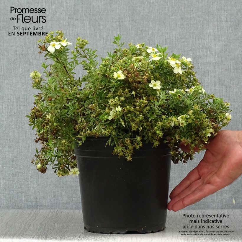 Spécimen de Potentille arbustive - Potentilla fruticosa Creamissima Pot de 4L/5L tel que livré en automne