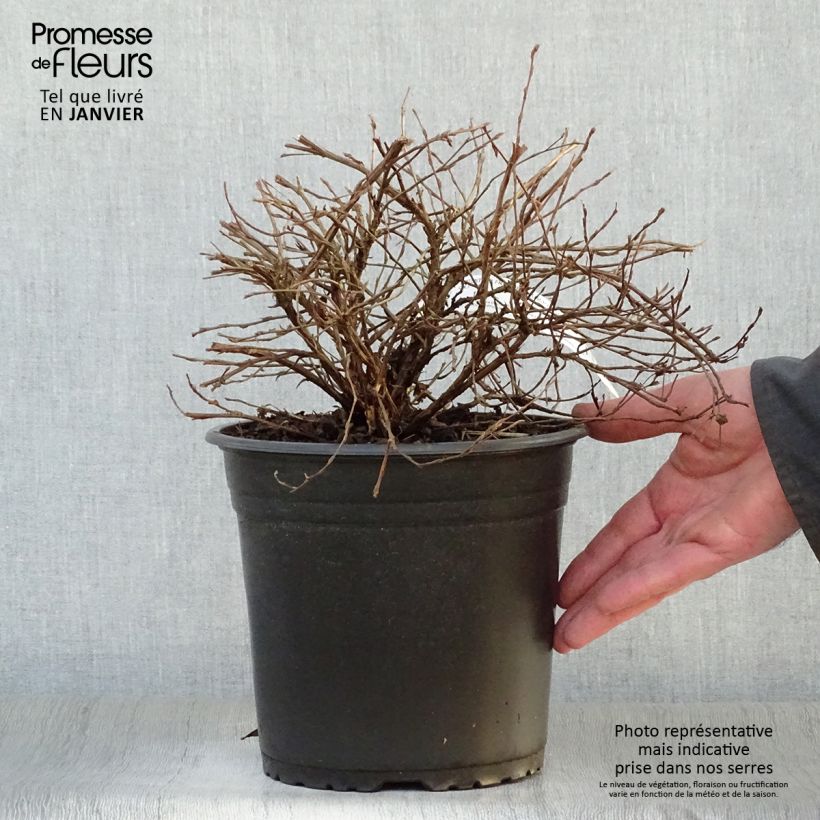 Spécimen de Potentille arbustive - Potentilla fruticosa Double Punch Cream Pot de 3L/4L tel que livré en hiver