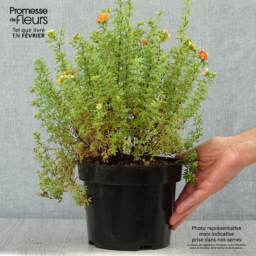 Spécimen de Potentille fruticosa Orangissima Pot de 4L/5L tel que livré en automne