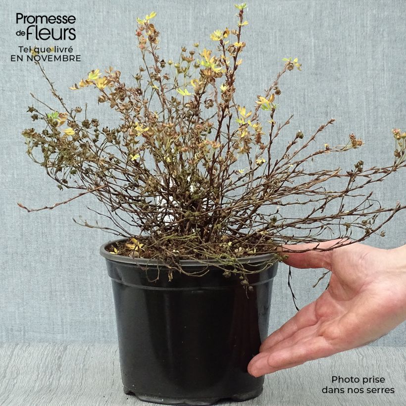 Spécimen de Potentilla fruticosa Abbotswood 25/30cm en pot de 3L tel que livré en automne