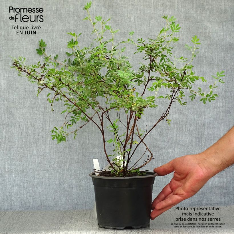 Spécimen de Potentilla fruticosa Abbotswood- Potentille arbustive tel que livré en été