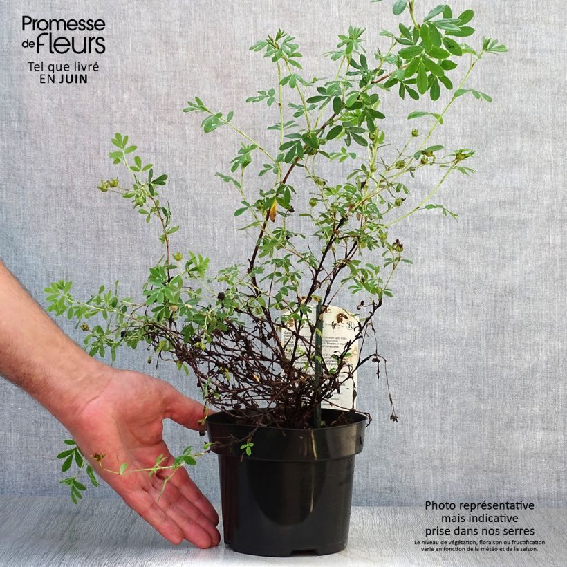 Spécimen de Potentilla fruticosa Abbotswood- Potentille arbustive tel que livré en été