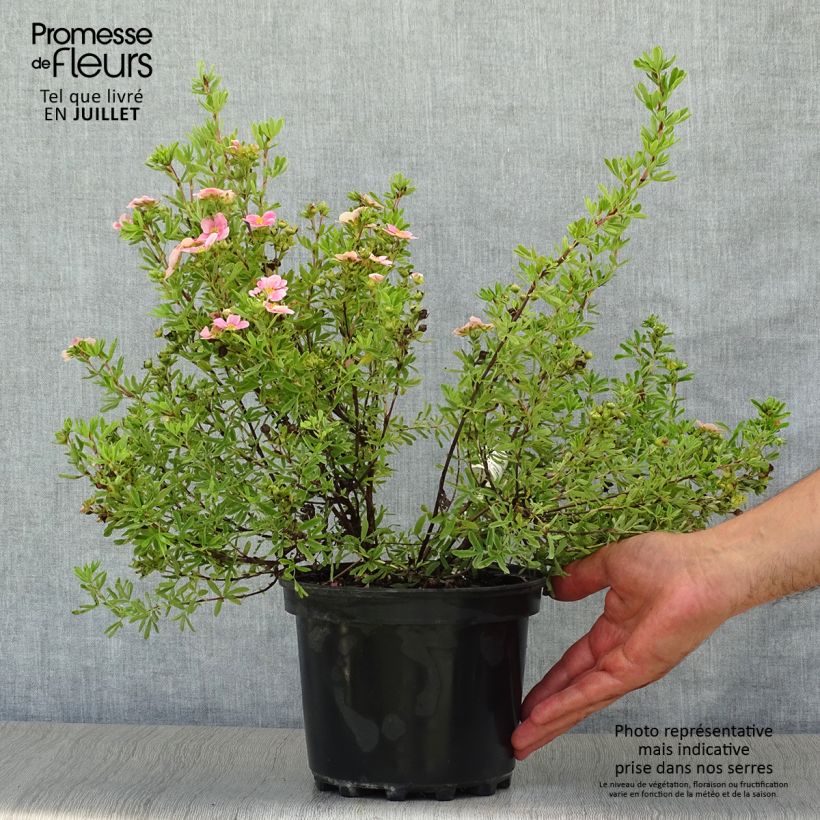Spécimen de Potentilla fruticosa Pink Paradise - Potentille arbustive tel que livré en été