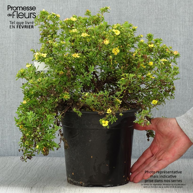 Spécimen de Potentille fruticosa Solar'issima Pot de 4L/5L tel que livré en automne