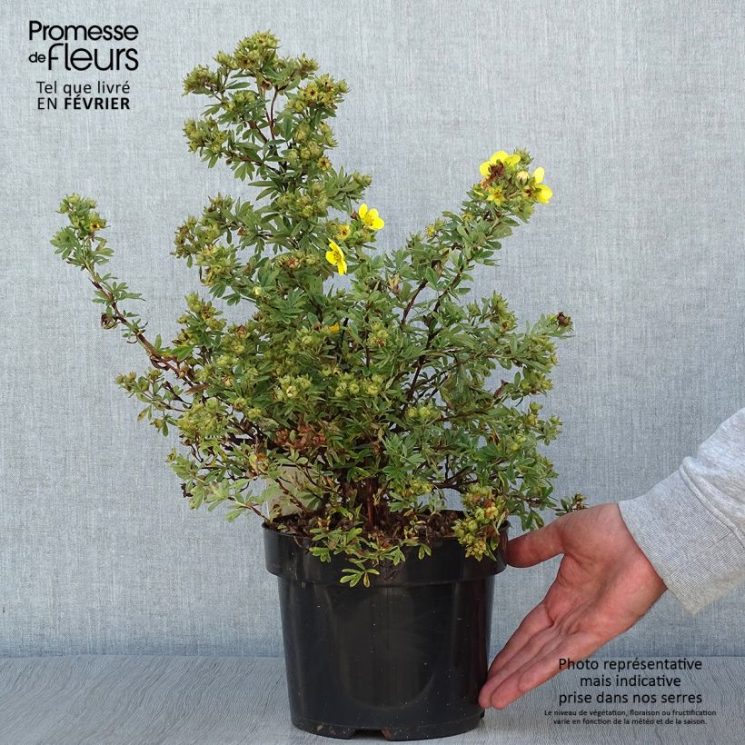 Spécimen de Potentille fruticosa Sommerflor Pot de 2L/3L tel que livré en automne