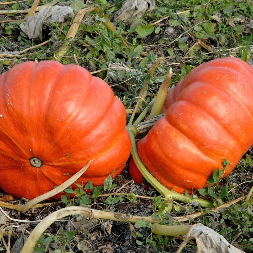 Potiron rouge vif d'Etampes BIO (Récolte)