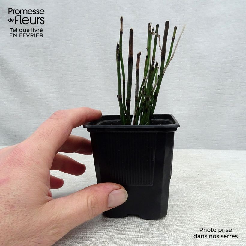 Spécimen de Prêle d'hiver - Equisetum hyemale (japonicum) godet 9cm tel que livré en hiver