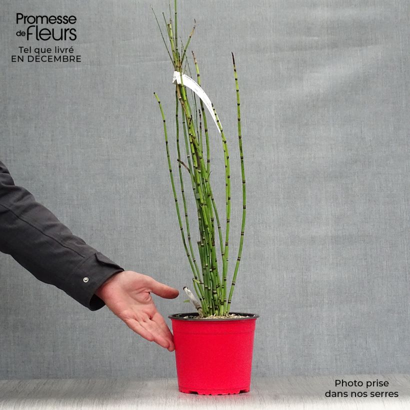 Spécimen de Prêle d'hiver - Equisetum hyemale (japonicum) pot 2L/3L tel que livré en hiver