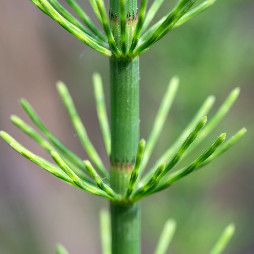 Prêle des rivières - Equisetum fluviatile (Feuillage)