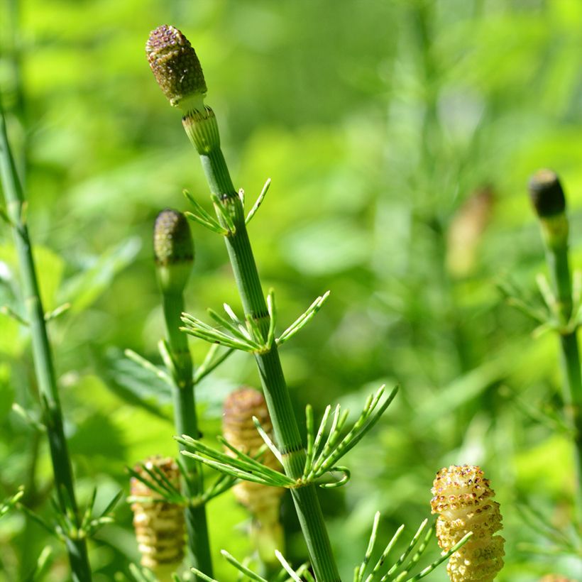 Prêle des rivières - Equisetum fluviatile (Floraison)