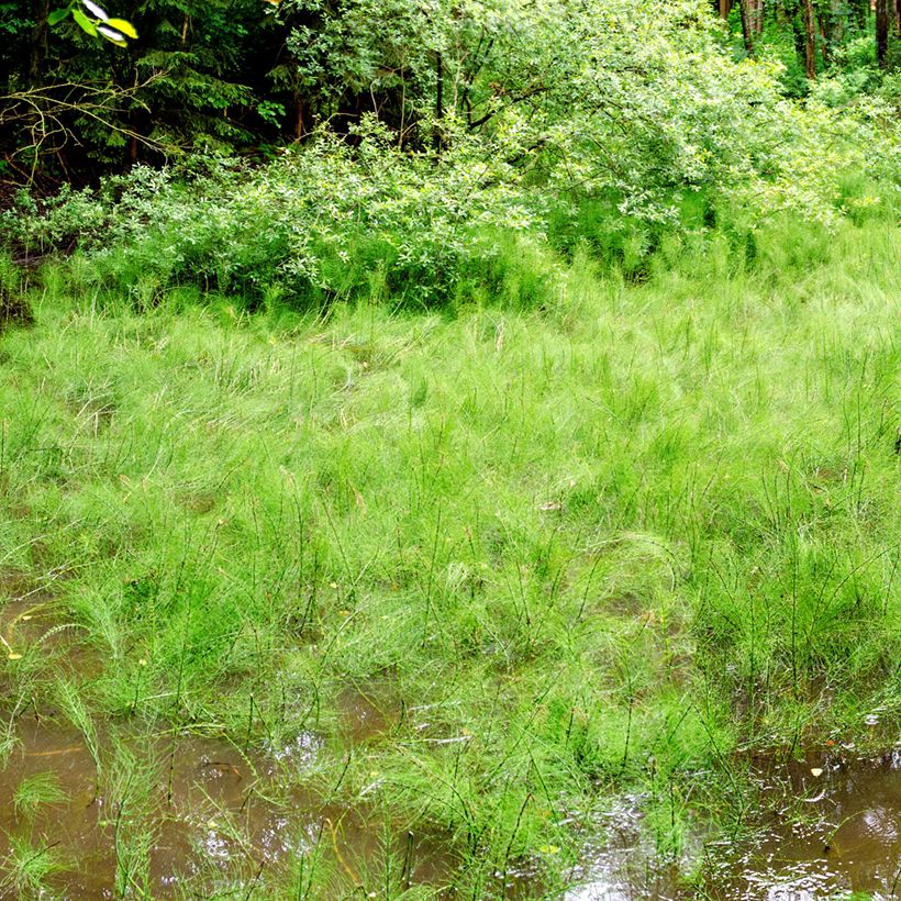 Prêle des rivières - Equisetum fluviatile (Port)