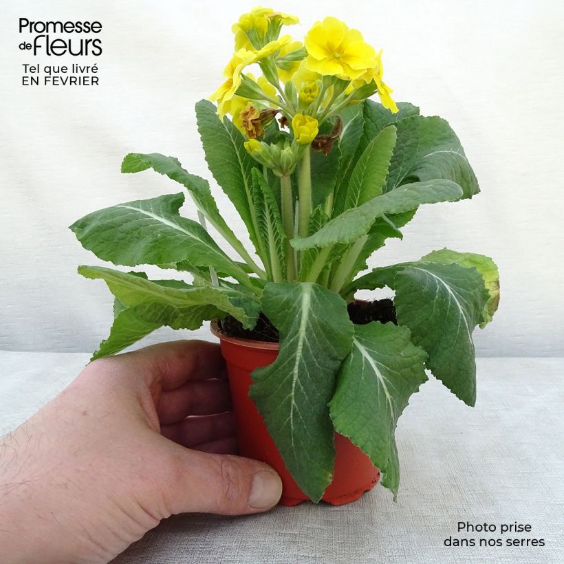 Spécimen de Primevère - Primula elatior Veristar Yellow Godet de 8/9 cm tel que livré en hiver