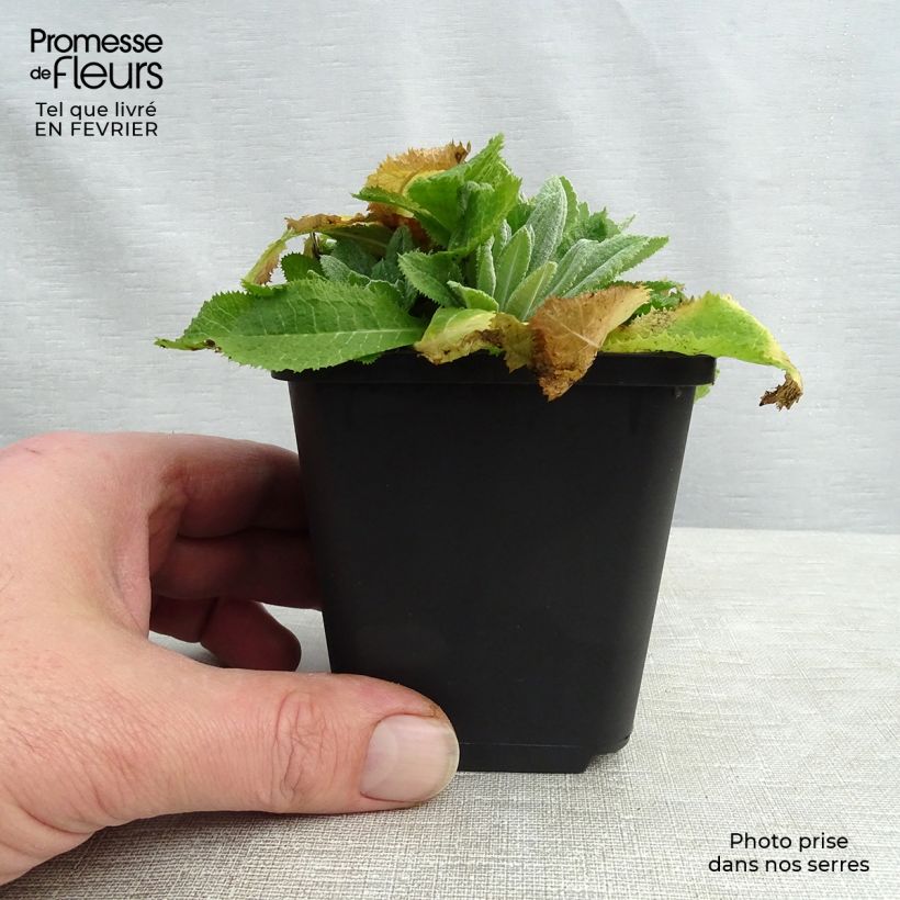 Spécimen de Primevère de l'Himalaya - Primula capitata mooreana Godet de 9cm tel que livré en hiver