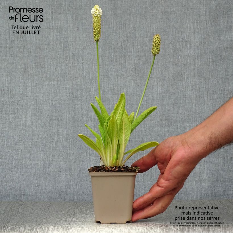 Spécimen de Primula vialii Alison Holland - Primevère tel que livré en été