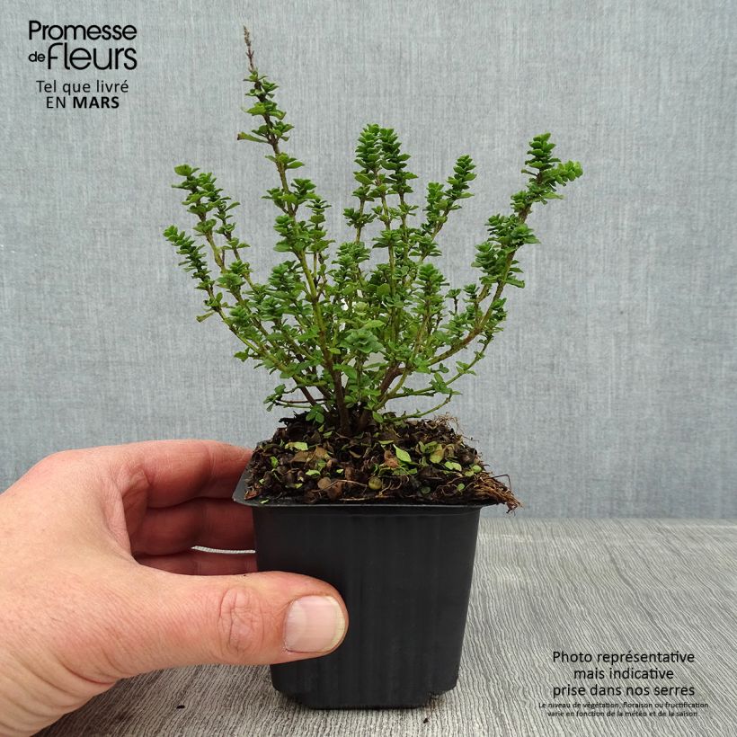 Spécimen de Prostanthera cuneata - Menthe Australienne - Godet de 8cm tel que livré en hiver