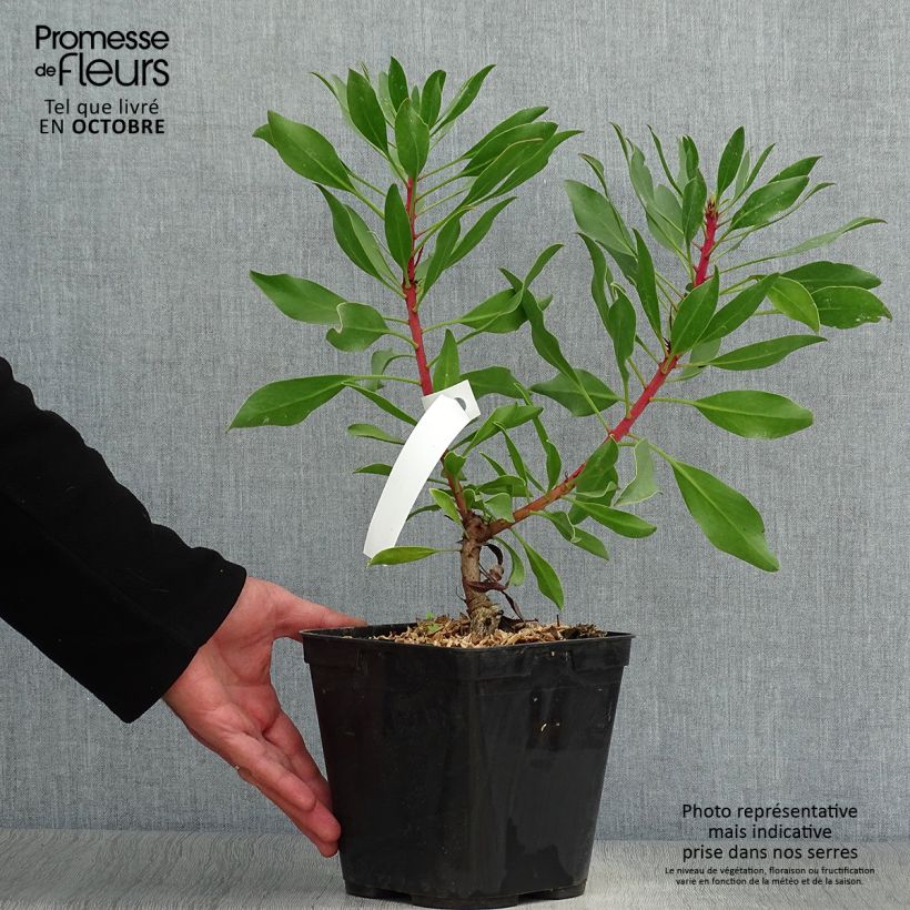 Spécimen de Protea Pink Crown - Protée hybride Pot de 4L/5L tel que livré en automne