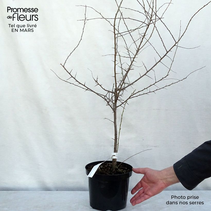 Spécimen de Prunellier - Prunus spinosa en pot de 4L tel que livré en hiver