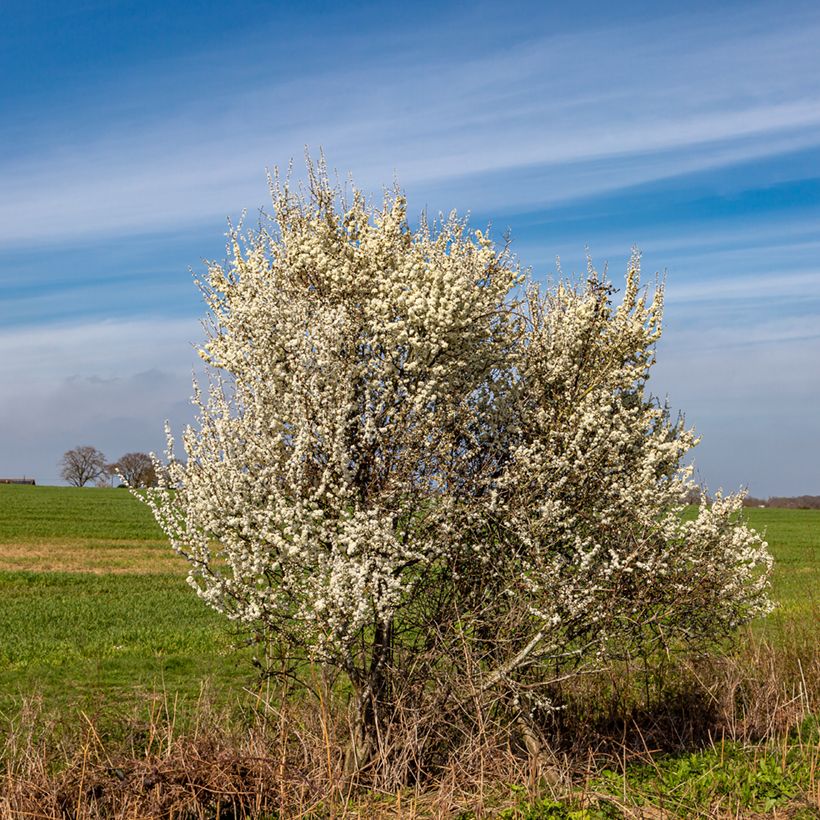 Prunellier - Prunus spinosa (Port)