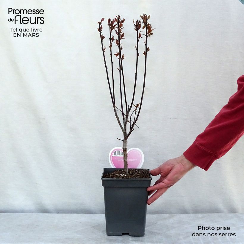 Spécimen de Prunier myrobolan - Prunus cerasifera Pissardii en pot de 4L/5L tel que livré en hiver