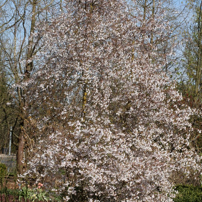 Cerisier à fleurs - Prunus Hally Jolivette (Port)