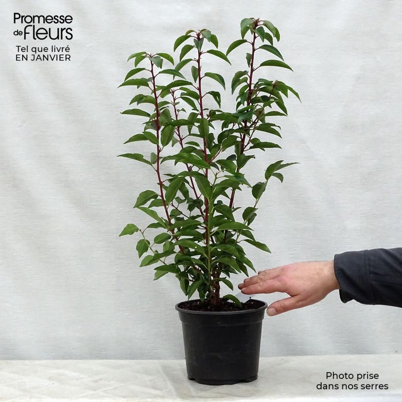 Spécimen de Laurier du Portugal - Prunus lusitanica Angustifolia 60/80cm en pot de 3.5L tel que livré en hiver