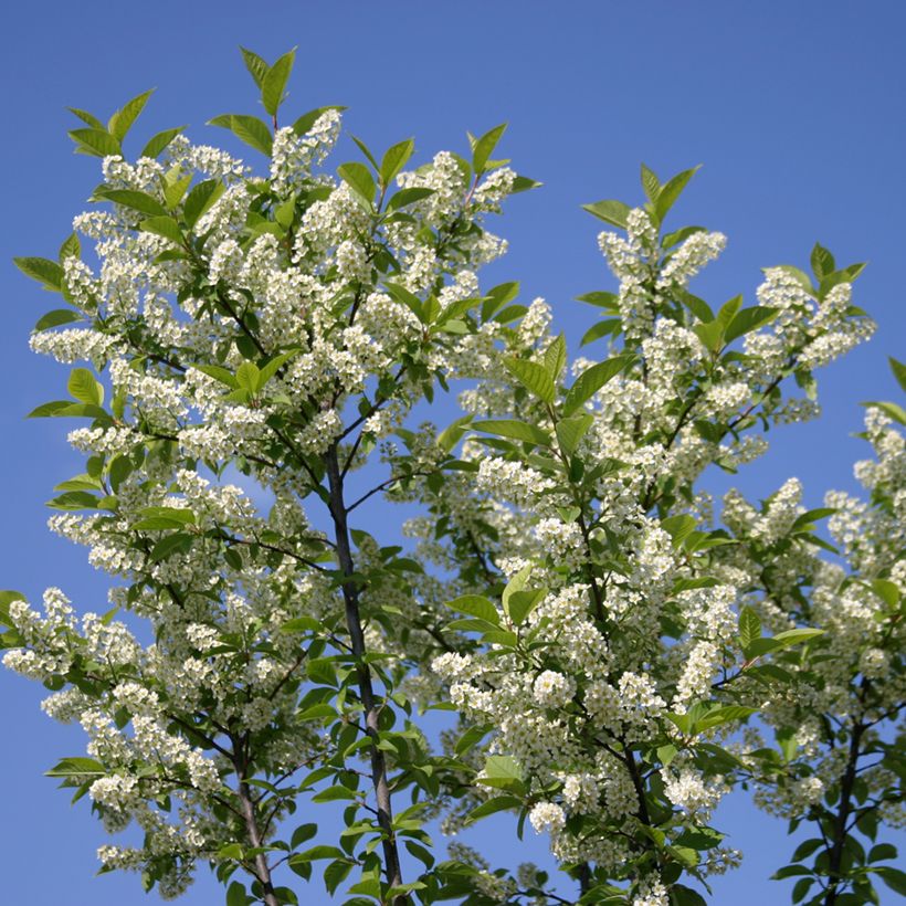 Prunus padus Nana - Cerisier à grappes nain (Floraison)