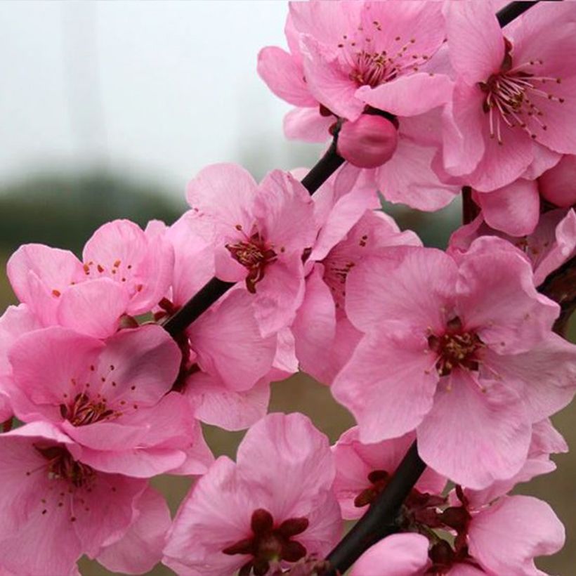 Pêcher à fleurs - Prunus persica Spring Glow (Floraison)