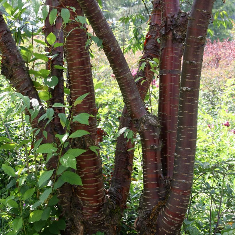 Prunus serrula - Cerisier du Tibet (Port)