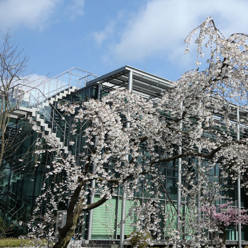 Cerisier à fleurs pleureur - Prunus yedoensis Ivensii (Port)