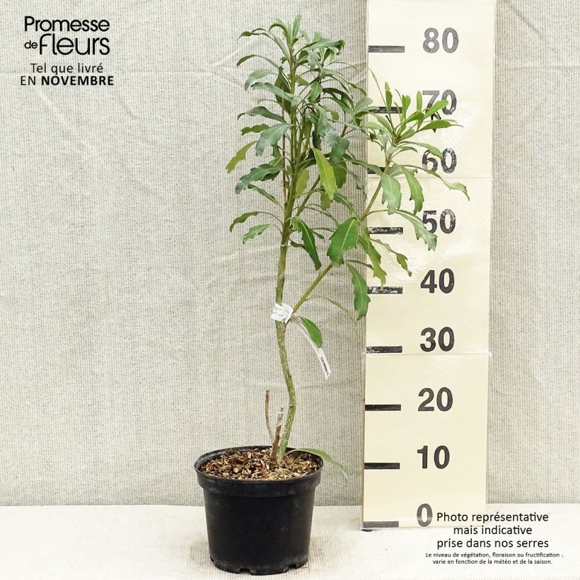 Spécimen de Pseudopanax lessonii Goldfinger Pot de 3L/4L tel que livré en automne